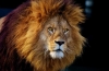 10 Faktov, prečo lev nie je taký ušľachtilý dravec, ako sa hovorí