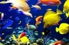 35 Mien najobľúbenejších akváriových rýb