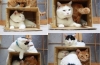 4 Diy nápady na výrobu pohodlných domčekov pre mačky