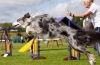 Agility pre psov: čo to je?