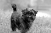 Affenpinscher