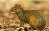 Agouti alebo zajac hrbatý: druh, lokalita, správanie