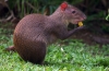 Agouti alebo zajac hrbatý