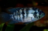 Akara modro škvrnitá (andinoacara pulcher)