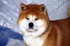 Akita inu: popis plemena