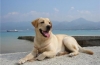 Aktívne psy s osobitnou pozornosťou - zoznámenie sa s labradorským retrieverom