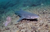 Žralok katran (lat. Squalus acanthias)