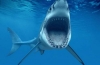 Žraloky: zoznam odrôd s názvami, popismi a fotografiami