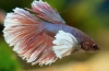 Akvarijný kohútik (betta splendens)