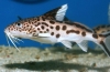 Synodontis sumec akváriové ryby