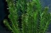 Akvarijná rastlina elodea: pestovanie, rozmnožovanie, foto