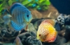 Aquarium discus (symphysodon)