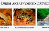 Akvarijné žaby