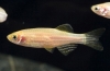 Akvarijné ryby zebrafish: údržba a starostlivosť