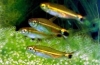 Akvarijné rybičky neónovo zelené