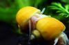 Akvarijné slimáky: ako sa rozmnožujú a čo jedia