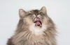 Potravinové alergie u mačiek: príznaky a liečba