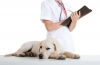 Alergie u psov: príčiny a liečba