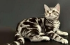Americká krátkosrstá mačka