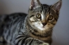 Americká drôtosrstá mačka: zvyky a vlastnosti chovu