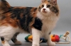 Fotografie americkej mačky bobtail, história a popis plemena, charakter, starostlivosť