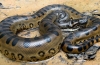 Anakonda - obrovský had