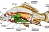 Anatómia rýb - vnútorná a vonkajšia štruktúra strunatcov