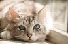 Anémia u mačiek: príznaky a liečba