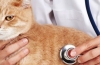 Antibiotiká pre mačky: vlastnosti a odrody