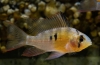 Apistogram bolívijského motýľa (mikrogeophagus altispinosus)