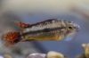 Kakadu apistogramový (apistogramma cacatuoides)