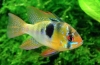 Ramirezi apistogram (mikrogeophagus ramirezi)