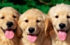 Súprava prvej pomoci pre alergických psov: sprievodca opatrovateľom