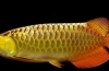 Arowana - vzhľad zachovaný z obdobia jury