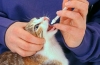Škrkavky u mačiek: príznaky a liečba