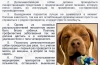 Ascaris u psov: príznaky a liečba