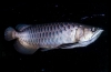 Arowana ázijská (scleropages formosus)