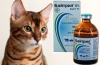 Baytril pre mačky: návod na použitie