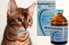 Baytril pre mačky: návod na použitie, indikácie, recenzie