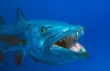 Barracuda - morská šťuka