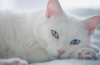 Biela mačka s modrými očami: popis plemena, charakter, funkcie starostlivosti