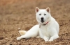 Snehobiely japonský pes kisyu: statočný lovec so zložitým charakterom