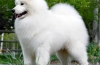 Biele chlpaté plemená psov: popis a vlastnosti