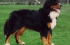 Bernský salašnícky pes. Popis plemena, údržba a starostlivosť