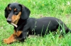 Bezohľadní a roztomilí psi z nemecka: všetko o jazvečíkoch