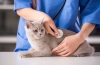 Ochorenie pečene u mačky: príznaky a liečba