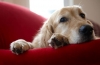 Ochorenie pečene u psov: príznaky a liečba
