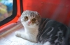 Choroby mačiek scottish fold: zoznam, príznaky