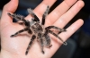 Brachypelma albopilosum: udržiavanie pavúka brachipelma albopilosum