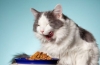 Značka cat chow pre mačky: sortiment a funkcie